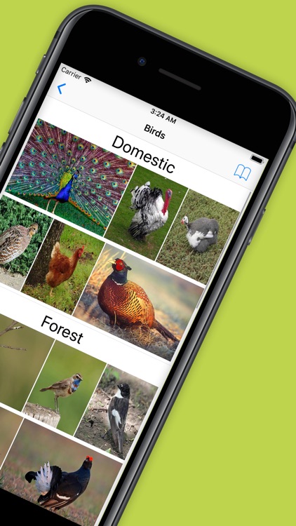 Cards with Birds (Full)