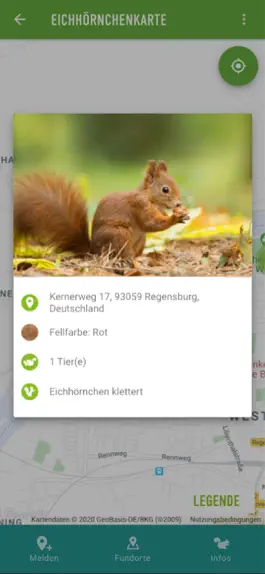 Game screenshot Eichhörnchen in Bayern hack