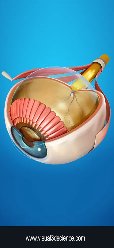 My Eye Anatomy