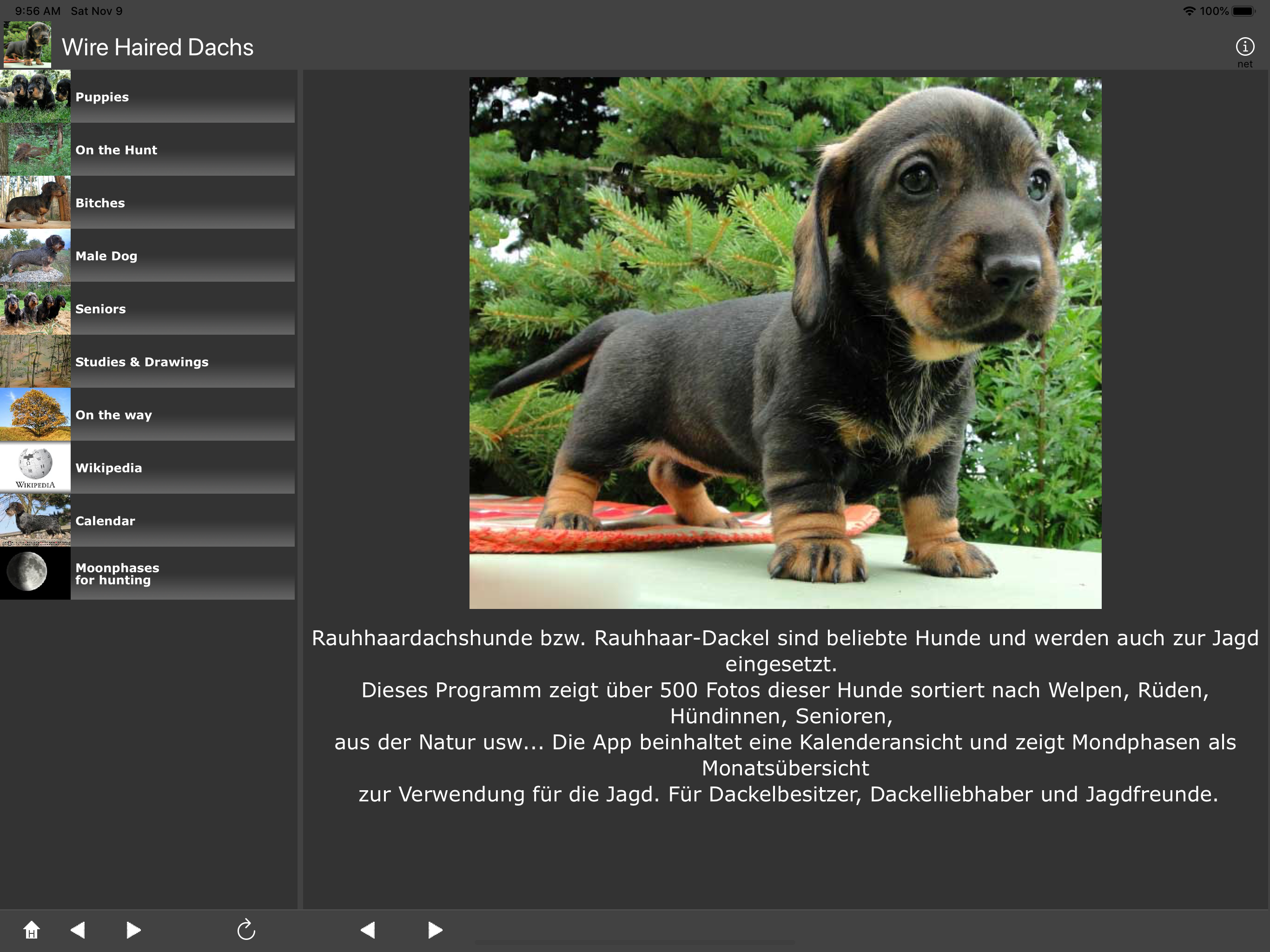 Wire Haired Dachshund