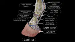 horse anatomy: equine 3d problems & solutions and troubleshooting guide - 1