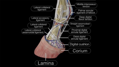 Horse Anatomy: Equine 3D Screenshot 2