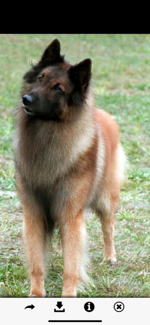 Dog Breeds HD Wallpapers(圖5)-速報App