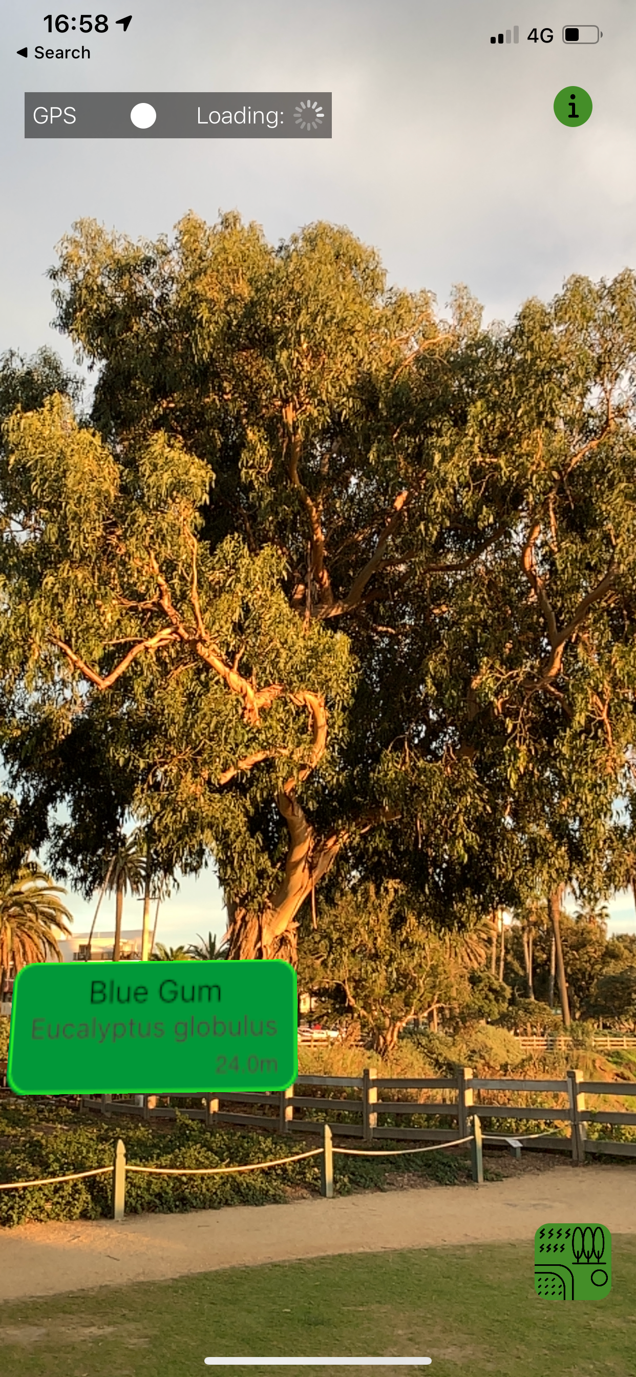 Urban Trees