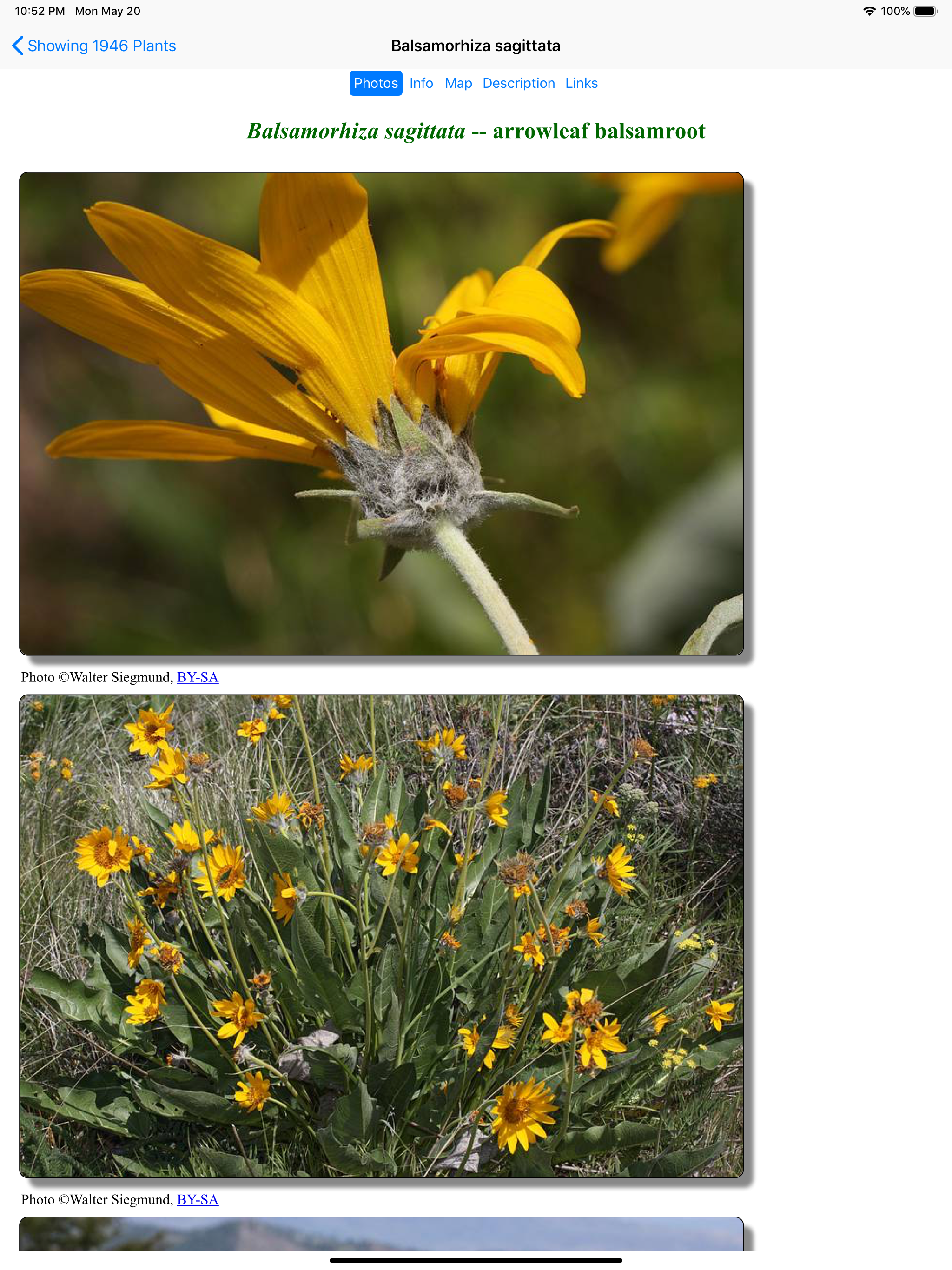 Alberta Wildflowers screenshot 12
