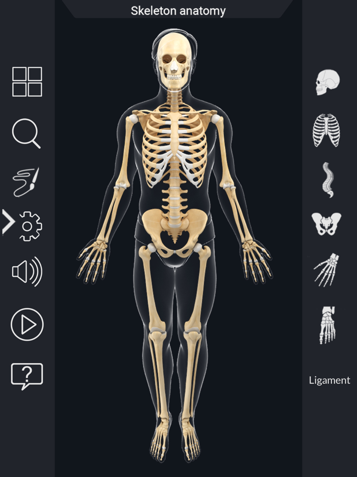 AR Skeleton Anatomy