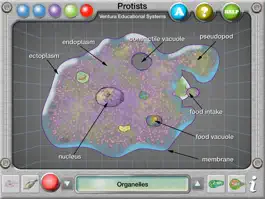 Game screenshot Interactive Protist Explorer apk