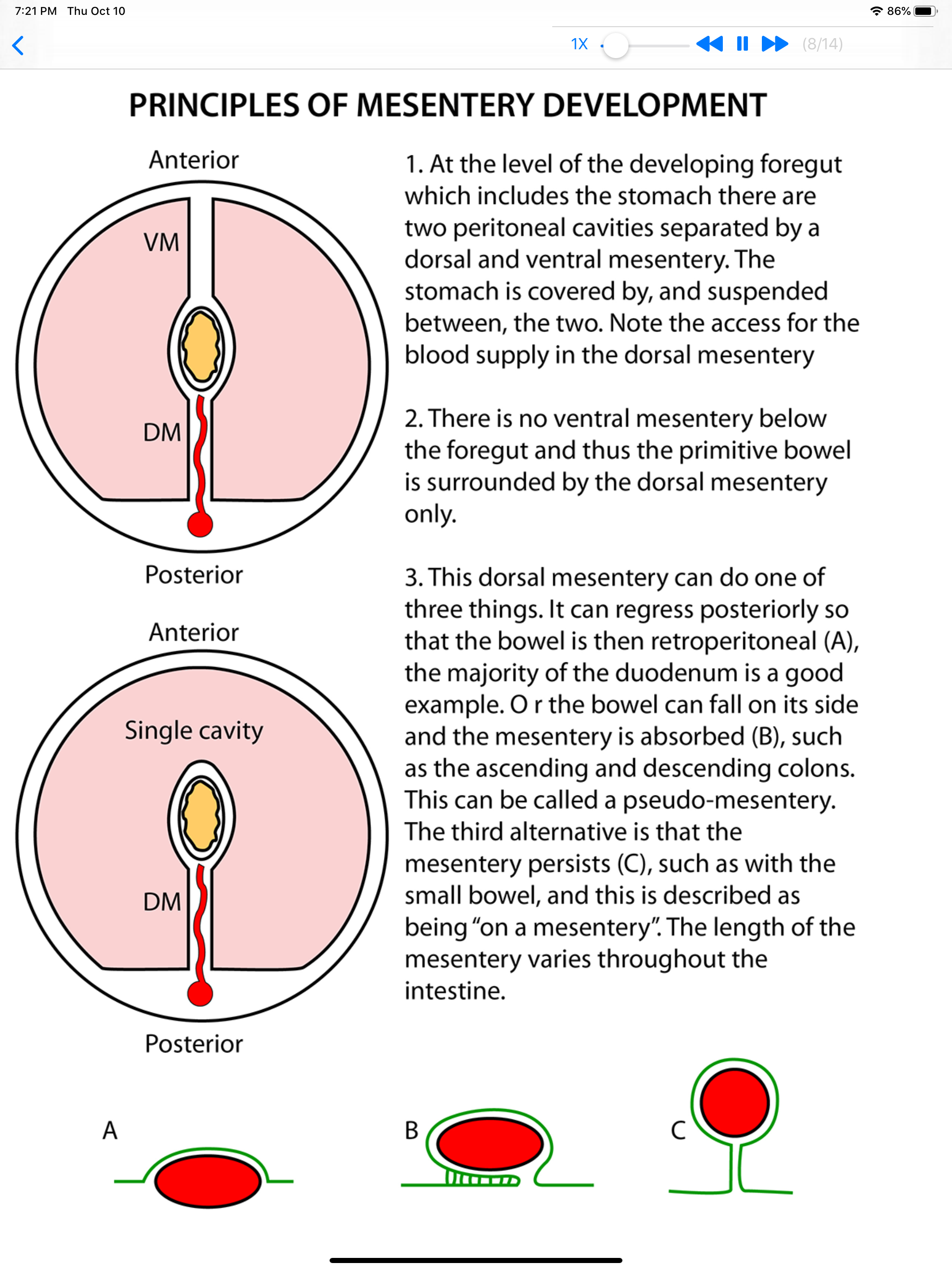 Anatomy Thorax and Abdomen