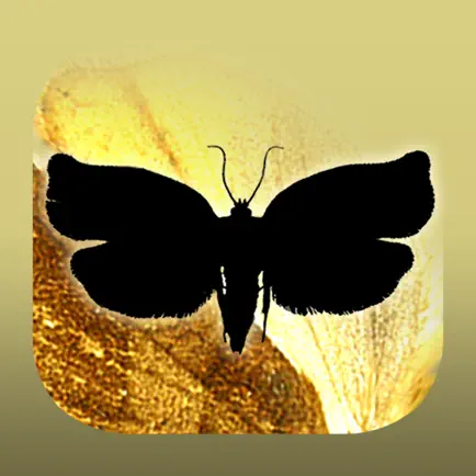 TortAI Key Читы