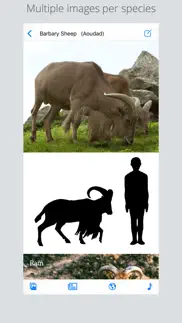 stuarts european mammals iphone images 1