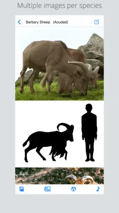 Stuarts European Mammals iPhone image 1