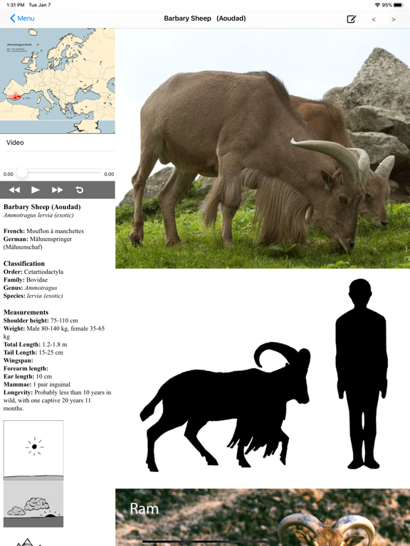Screenshot #5 pour Stuarts European Mammals