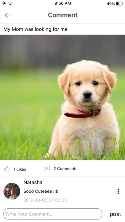 Petterly screenshot-4