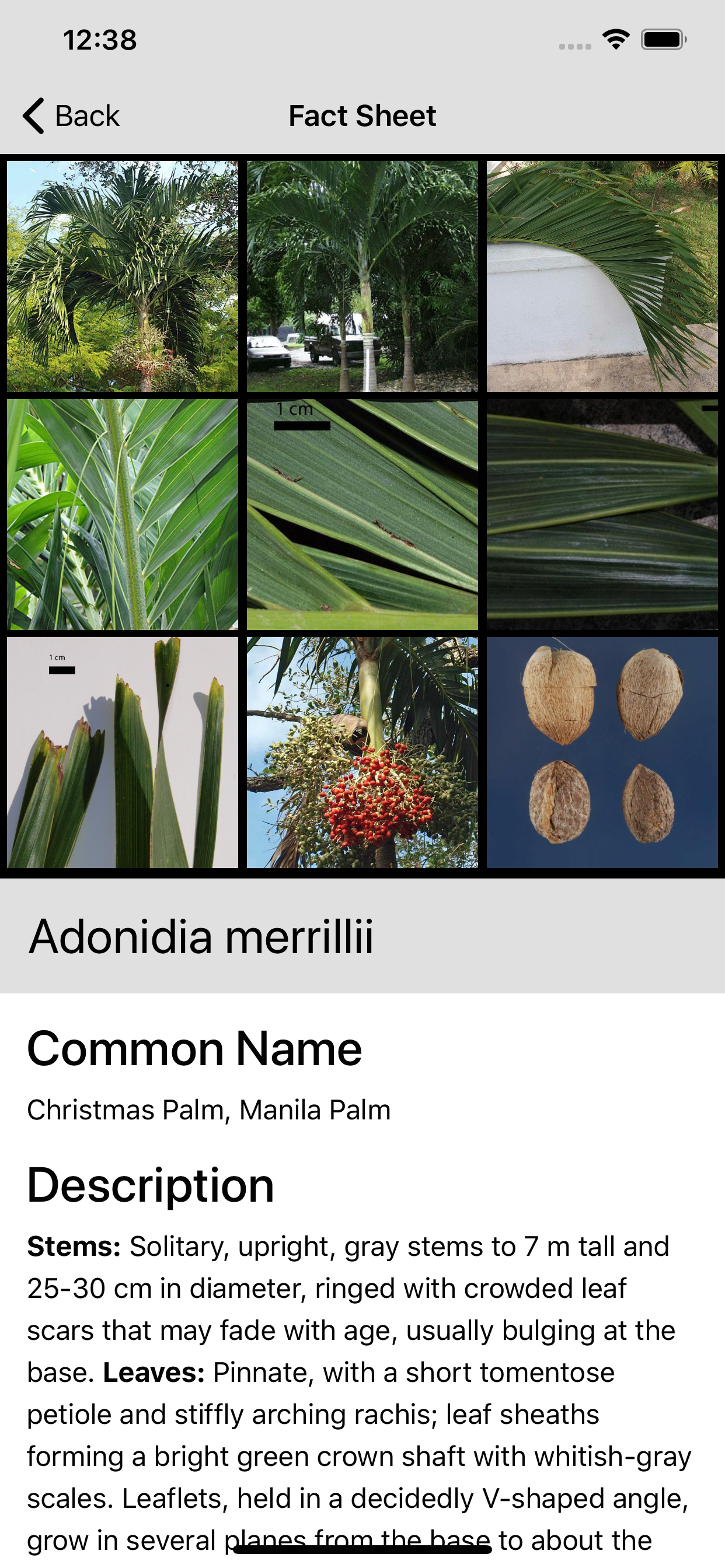 Palm ID Key