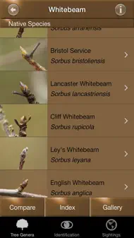 Winter Tree Id - British Isles iphone bilder 1