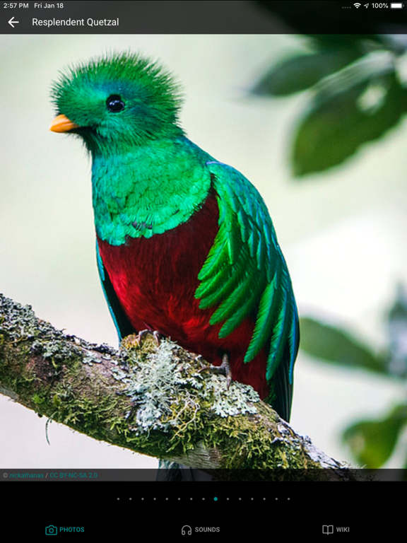 GoBird - Guide to Nearby Birds iPad screenshot