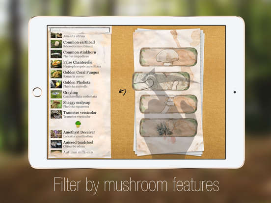 Screenshot #6 pour Le guide des champignons