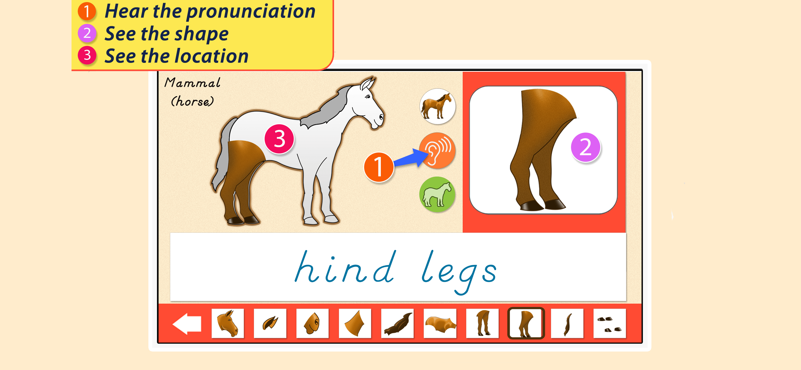 Parts Of Animals - Vertebrates screenshot 3