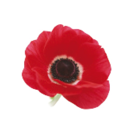 PoppySeed Oranmore