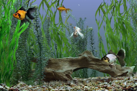 Goldfish Aquariumのおすすめ画像3