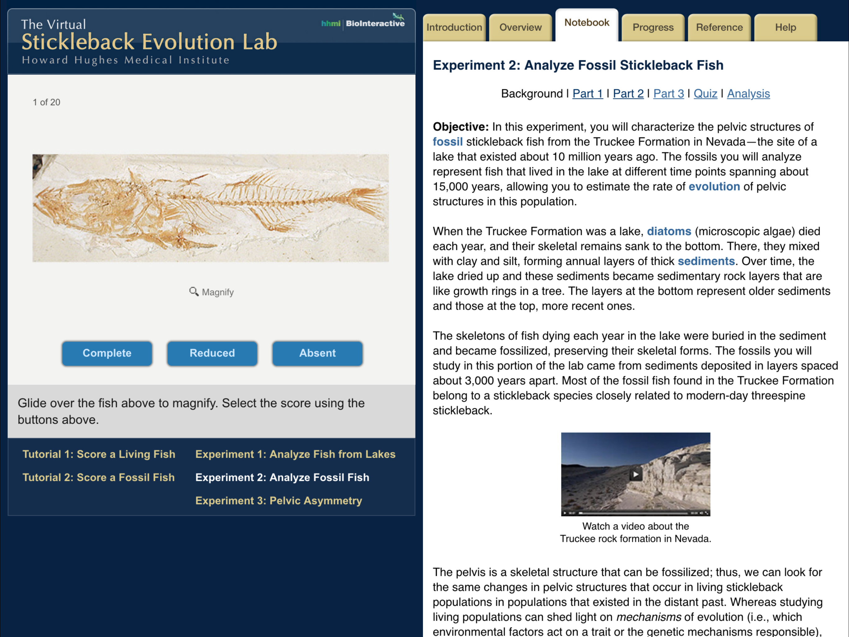 Stickleback Evolution Lab screenshot 3