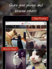tag a cat - the cat photo app ipad resimleri 1