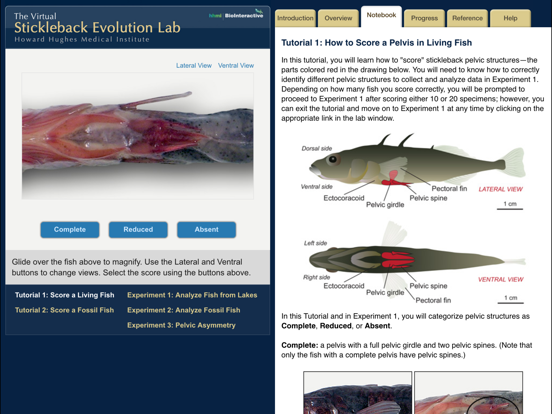 Stickleback Evolution Lab iPad screenshot
