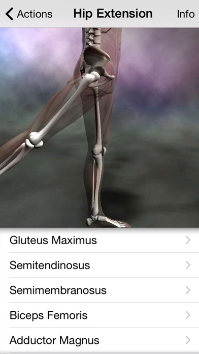 Learn Muscles : Anatomy Quiz & Reference Screenshot 3