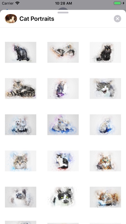 Cat Portraits