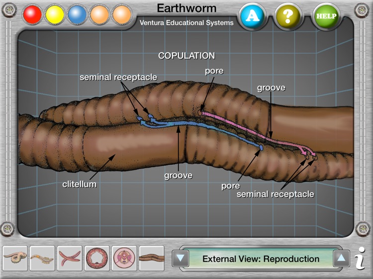 Earthworm Anatomy screenshot-4