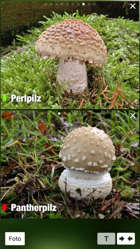 PilzSnap - Pilze sammeln! screenshot 8 of 10