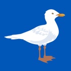 BHASeagulls