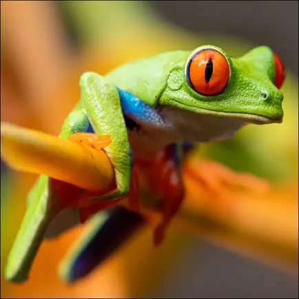 Where's The Frog? Читы