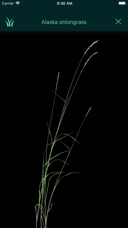 Idaho Grasses