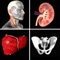 Learn anatomy easily with this unique quiz app that features traditional multiple-choice quizzes on 416 structures, or our new quiz style where you match a name to one of four images