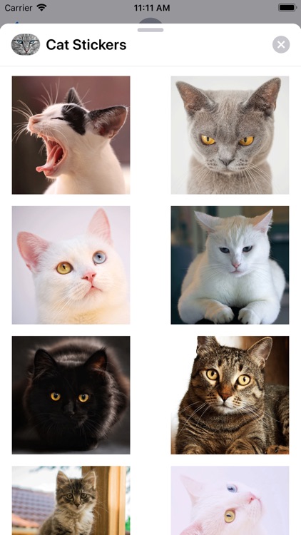 Cute Cat Collection