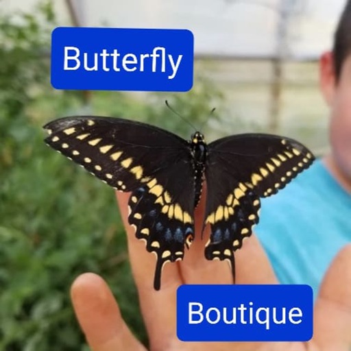 Butterfly Boutique icon