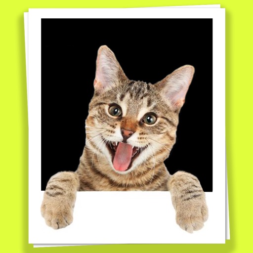 Cats in your photos icon