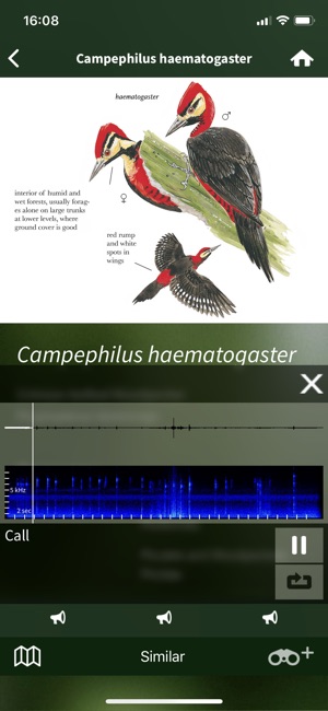 All Birds Colombia field guide(圖4)-速報App