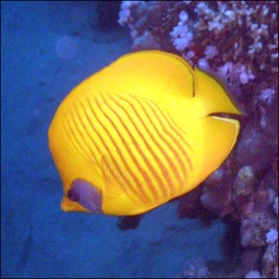 Diving In The Red Sea