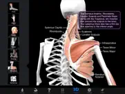 muscle & bone anatomy 3d айпад изображения 1