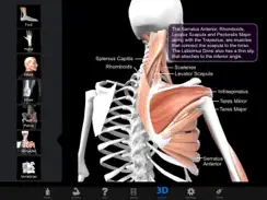 Muscle & Bone Anatomy 3D iPad image 1