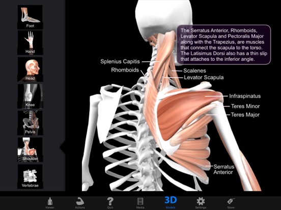 Screenshot #1 for Muscle & Bone Anatomy 3D