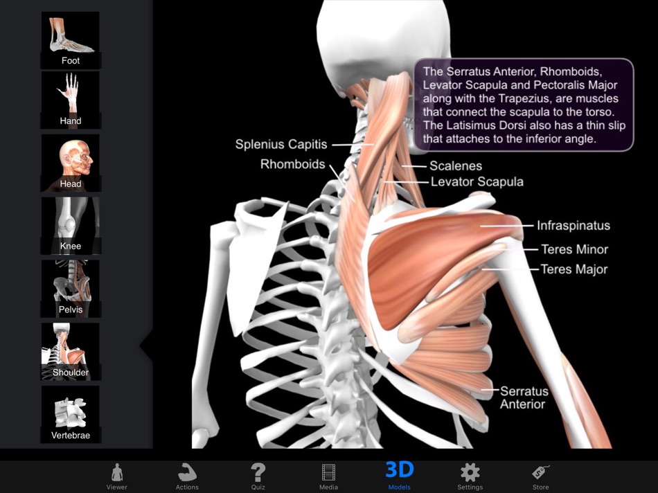 Muscle & Bone Anatomy 3D - 5.7 - (iOS)