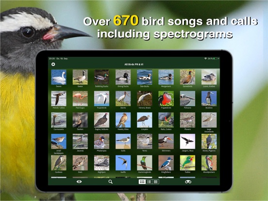 Screenshot #5 pour All Birds PR -> Antigua
