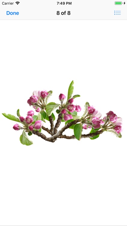 Apple Blossoms screenshot-8