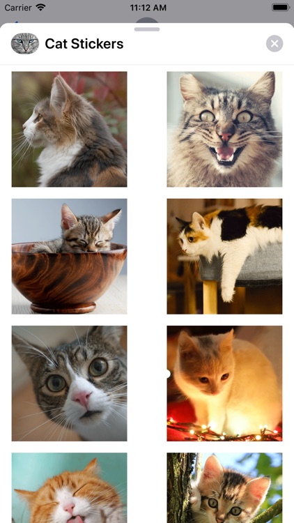 Cute Cat Collection screenshot-3