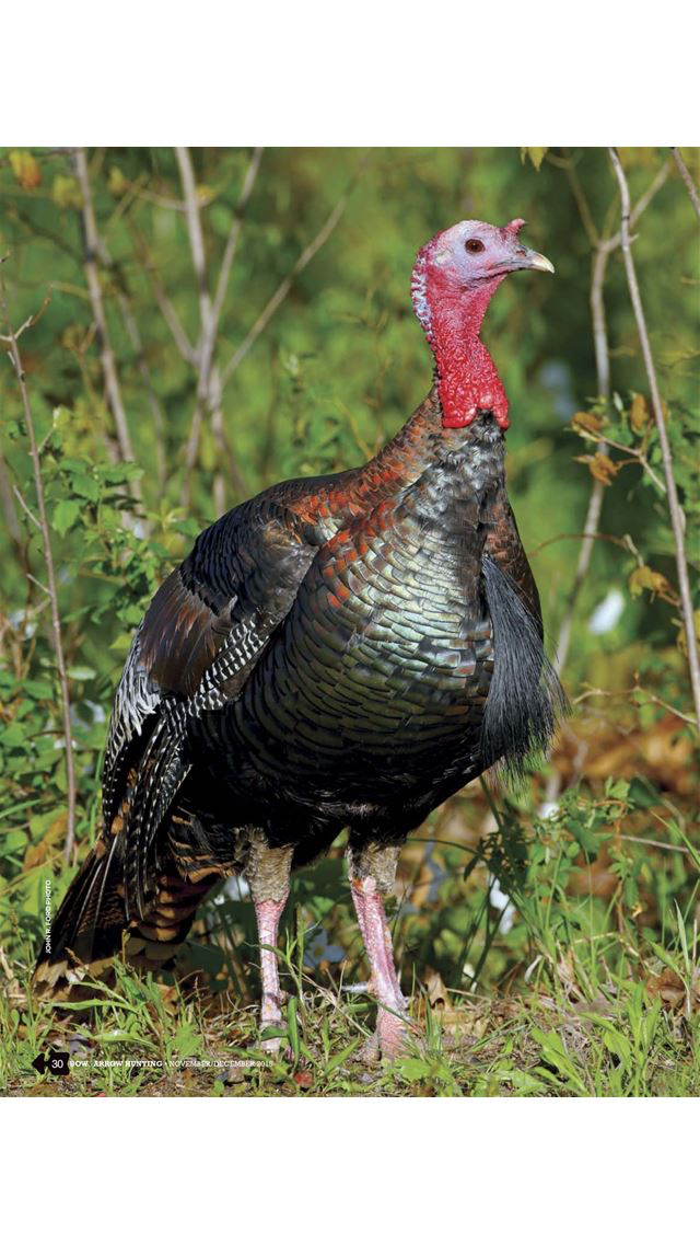 Bow and  Arrow Hunting- The Ultimate Magazine for Todays Hunting Archer