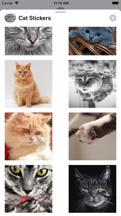 Cute Cat Collection screenshot-5