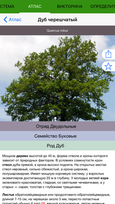 Экогид - Деревья летом Screenshot